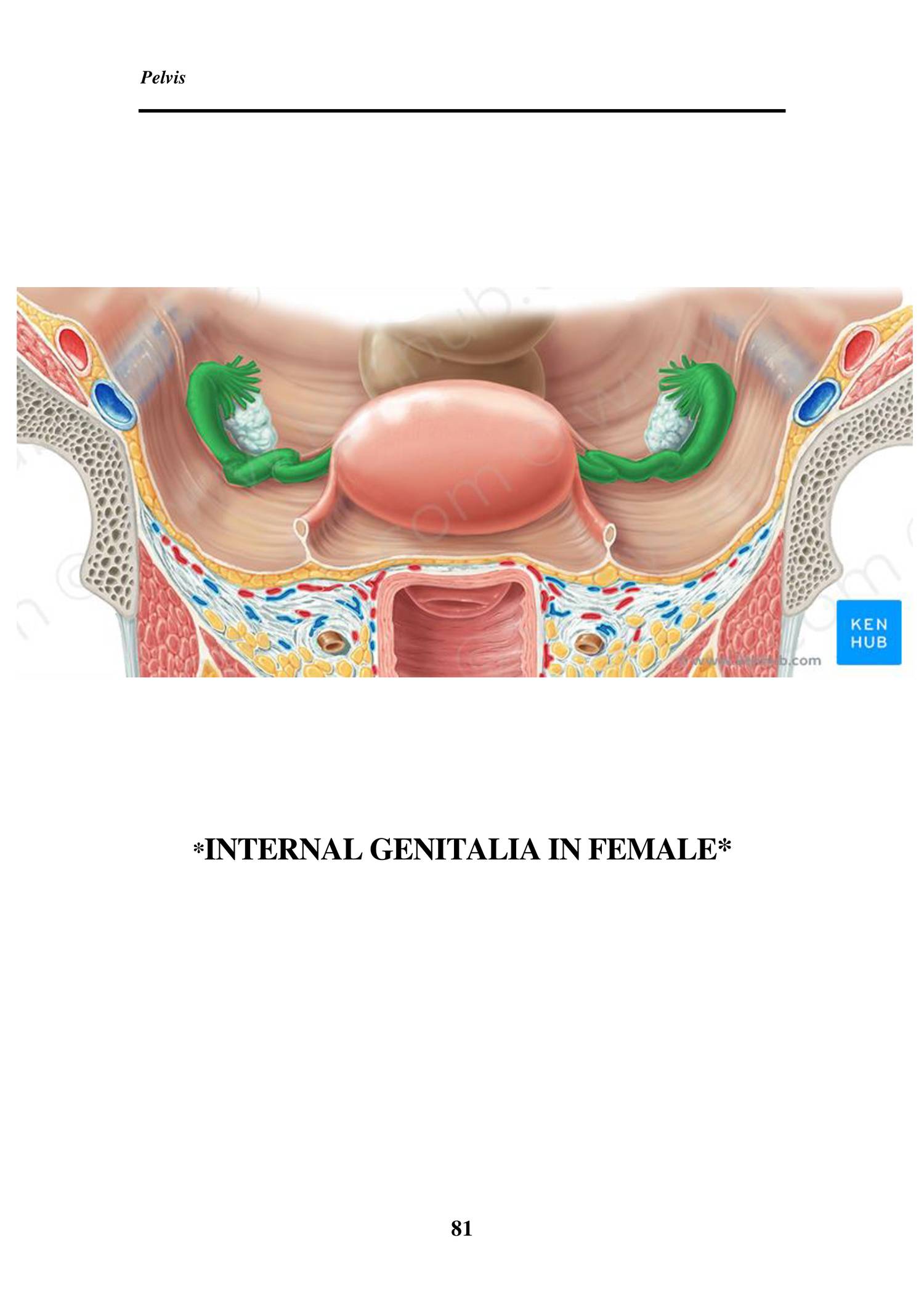Anatomy of female genital system.doc | DocDroid