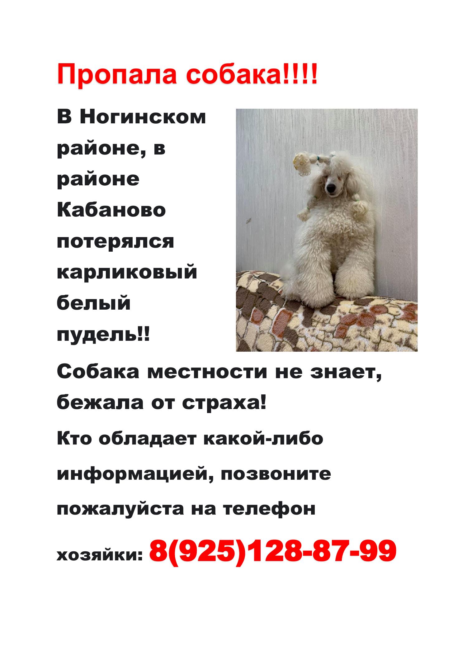 Пропала собака 1.pdf | DocDroid