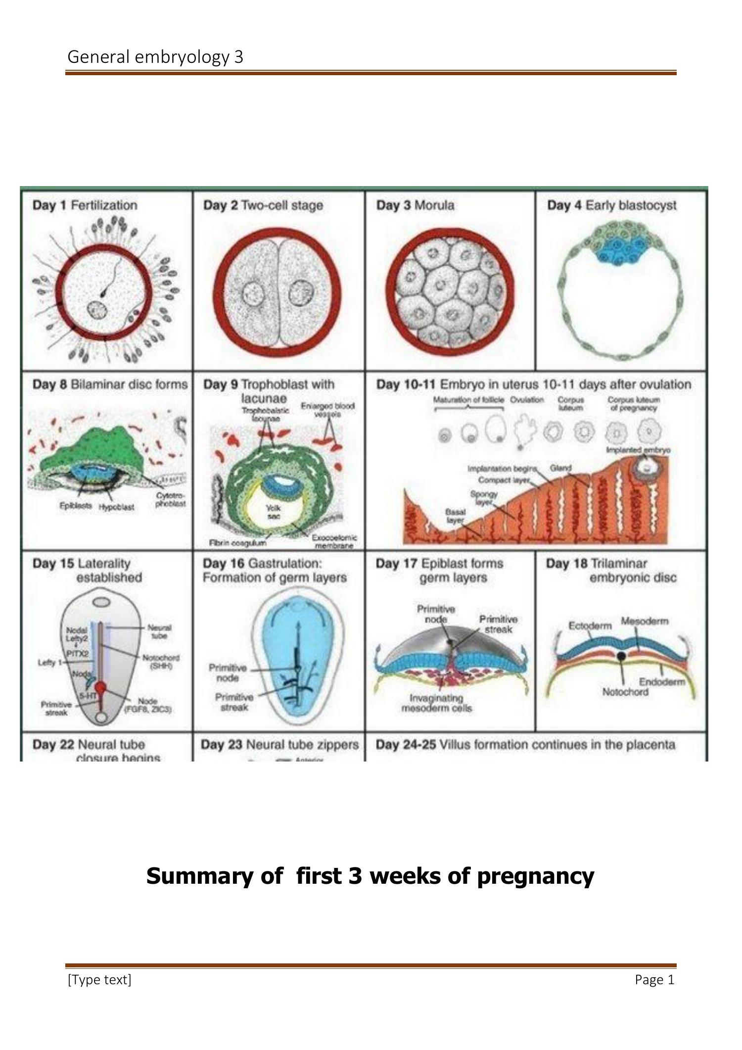 Embryological Rotation General Embryology Iii 1342x993