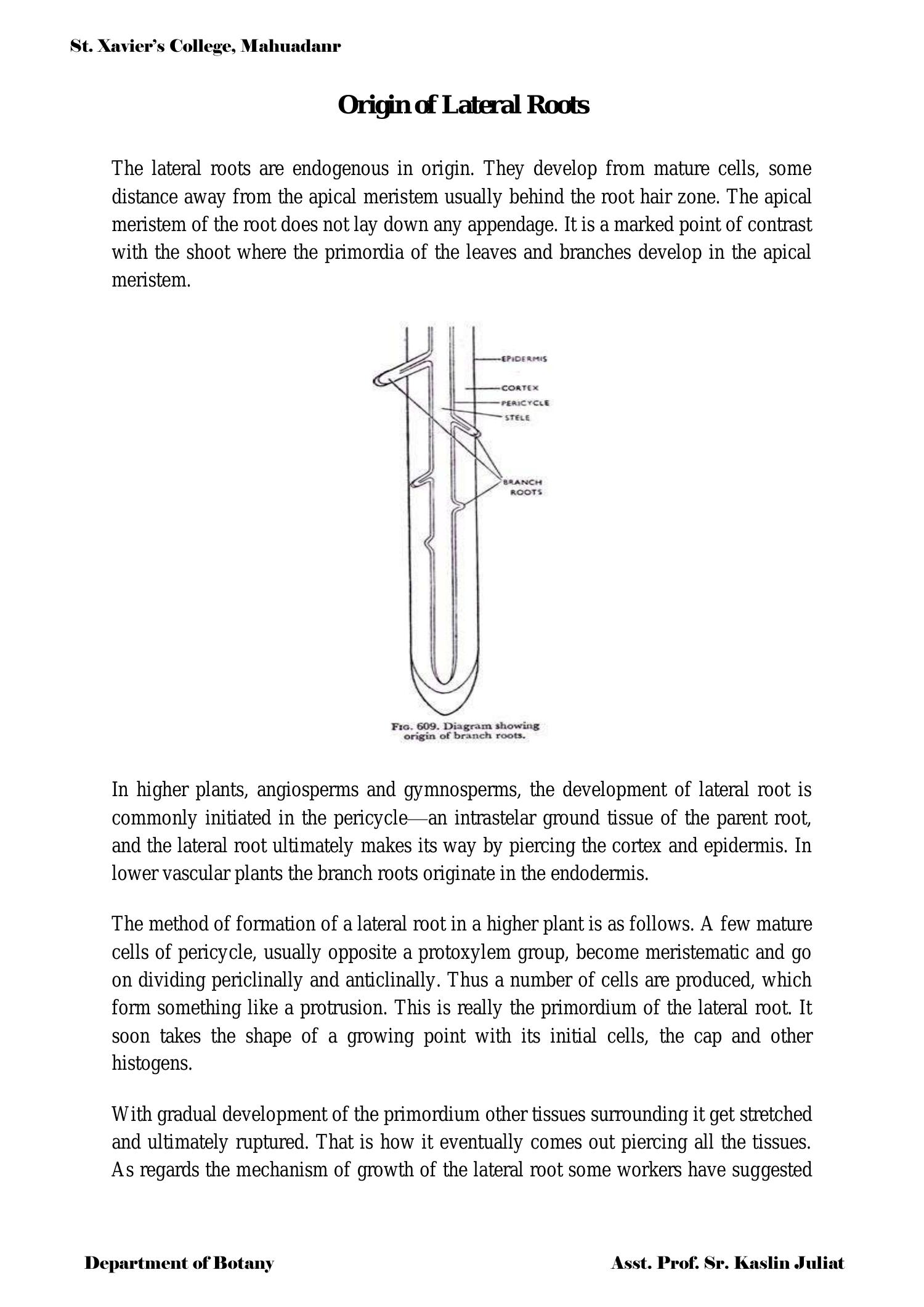 Origin Of Lateral Roots Pdf