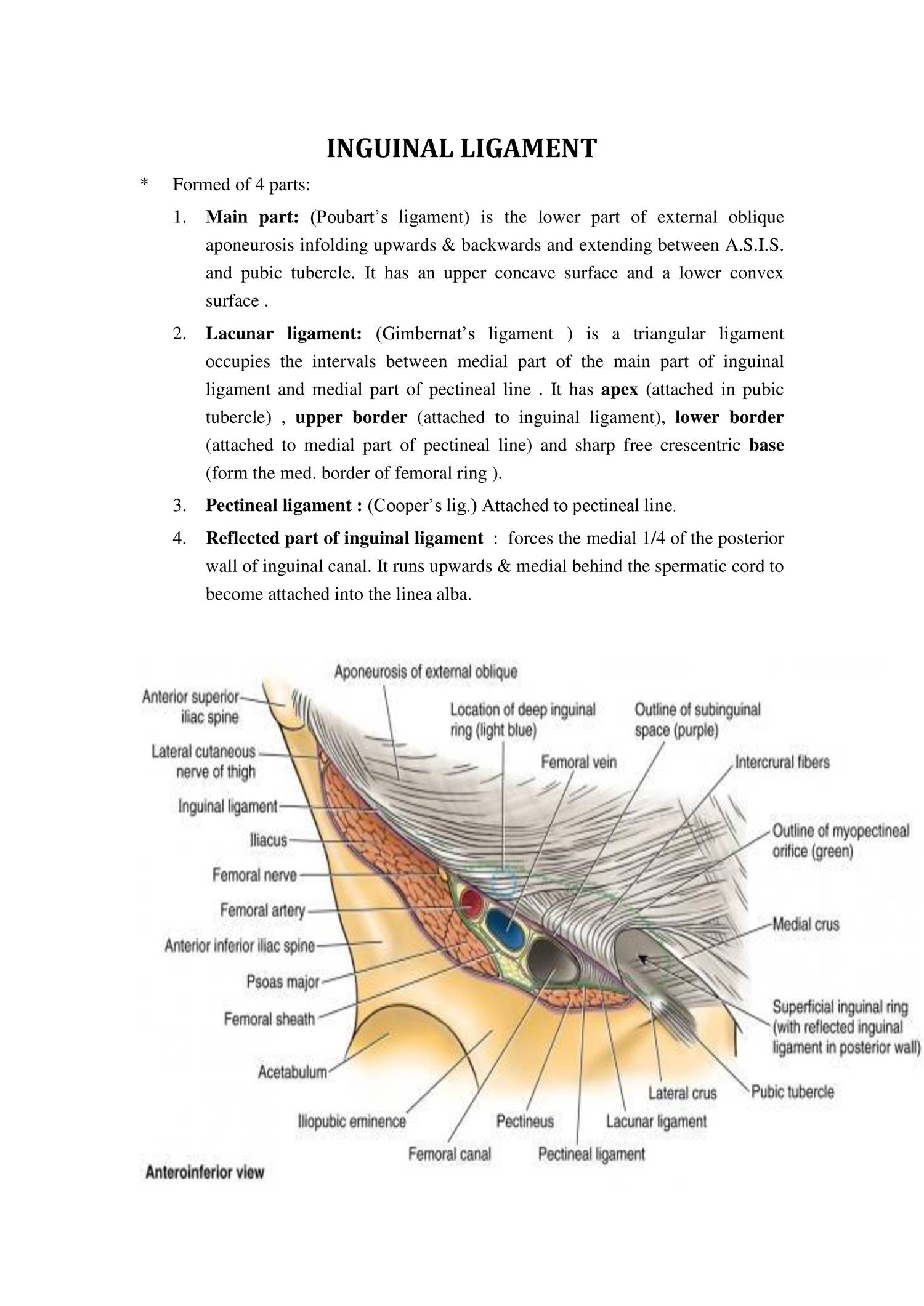 Inguinal Canal Content Anatomy