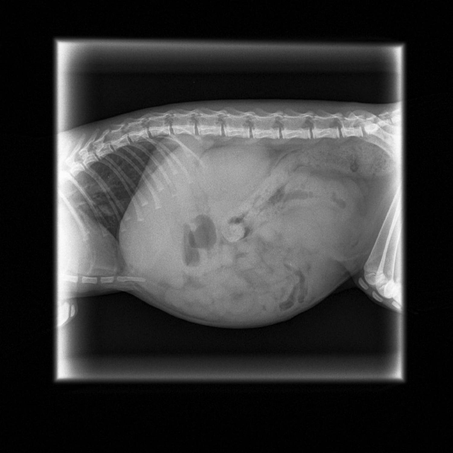 cat abdomen xray.pdf DocDroid