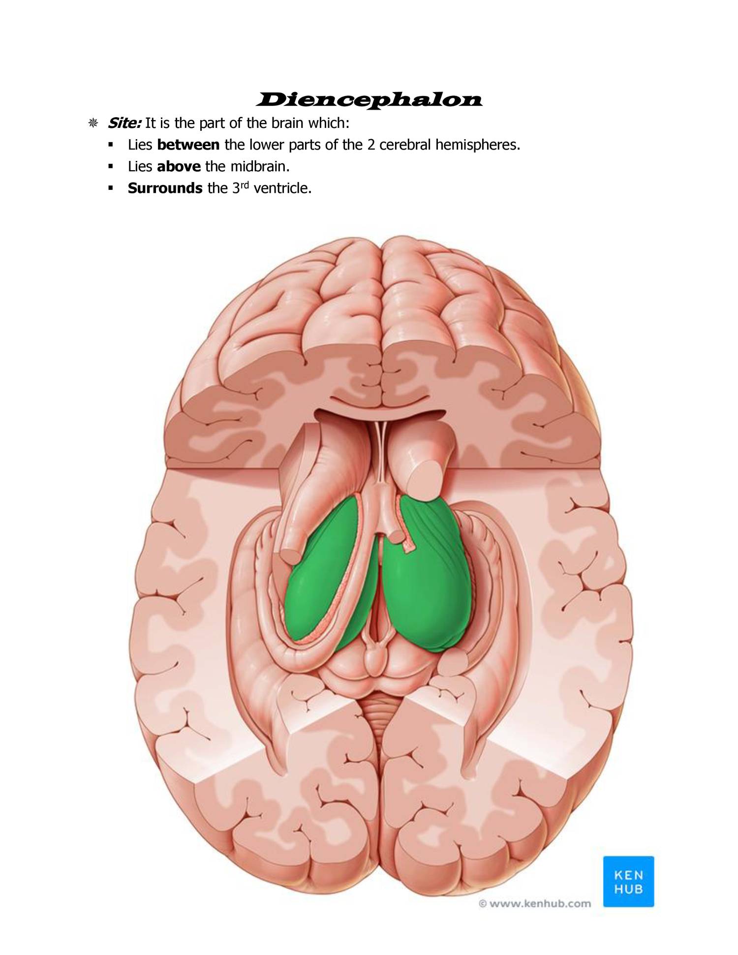 Diencephalon Anatomy Anatomical Charts & Posters