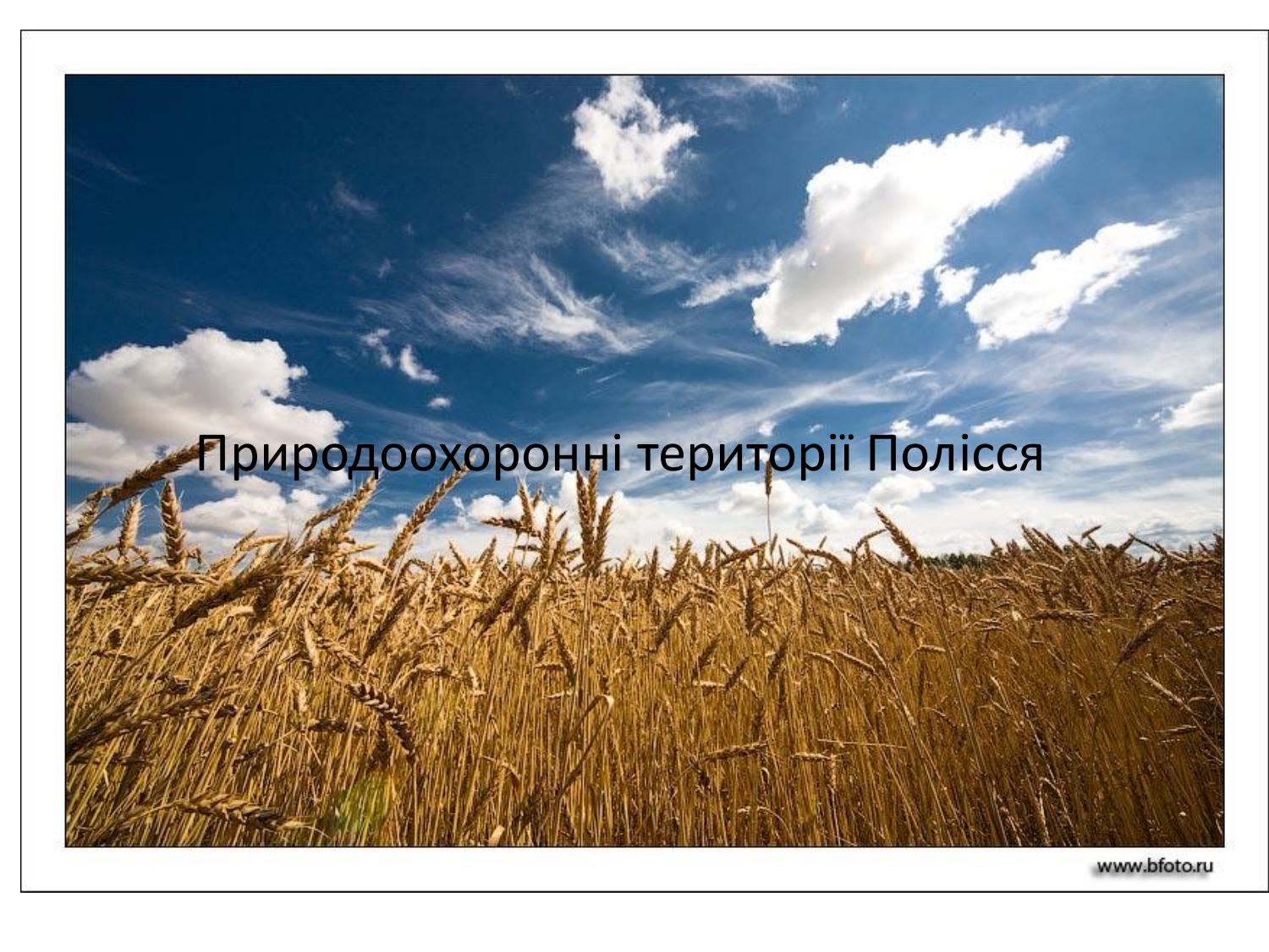 Украинцы в поле. Украинское поле. Поле пшеницы Украина. Хлебные поля Украины. Пшеничное поле Украина.