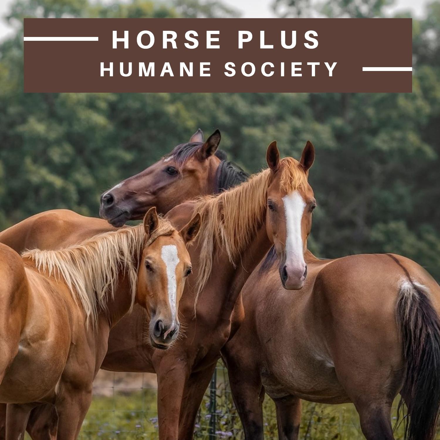 Horse Plus Humane Society Info Booklet.pdf DocDroid