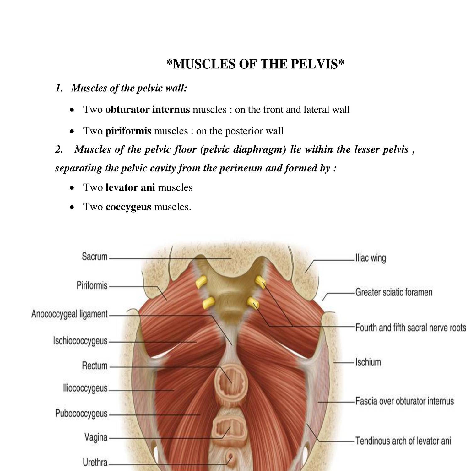 Female Pelvic Floor Muscles Anatomy