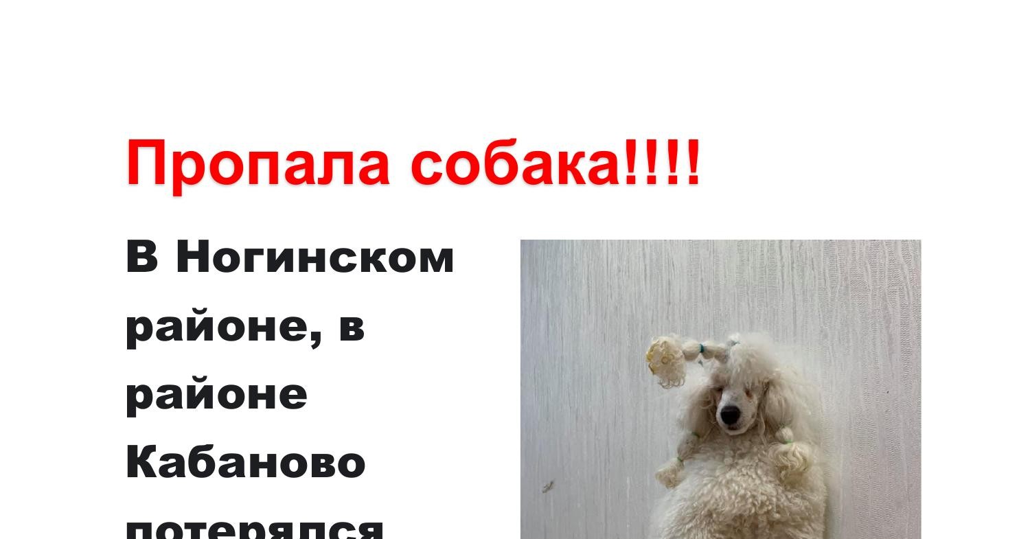 Пропала собака 1.pdf | DocDroid