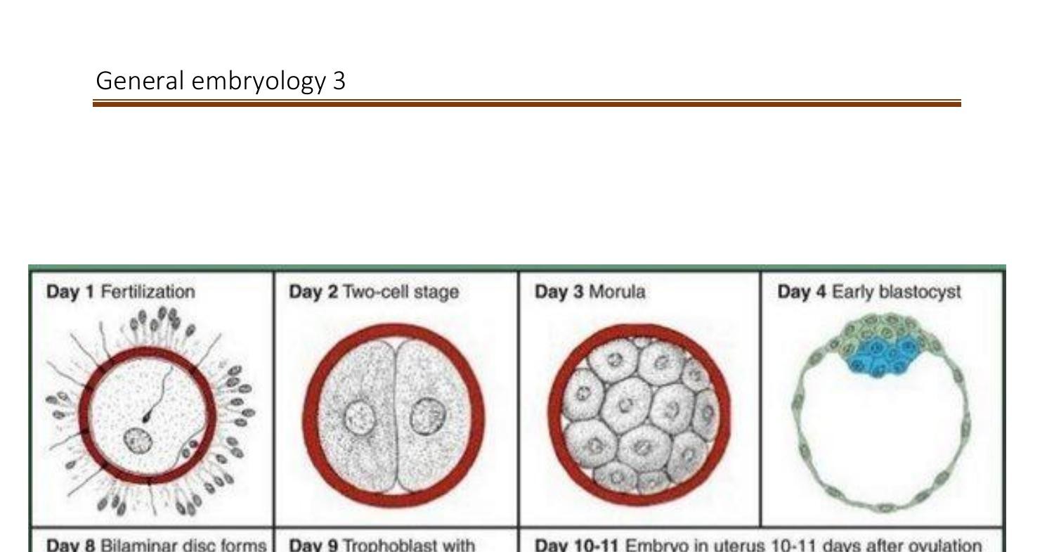 General Embryology Iii 1342x993