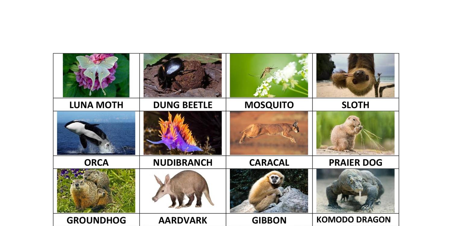 Animal List for Final Web &  | DocDroid
