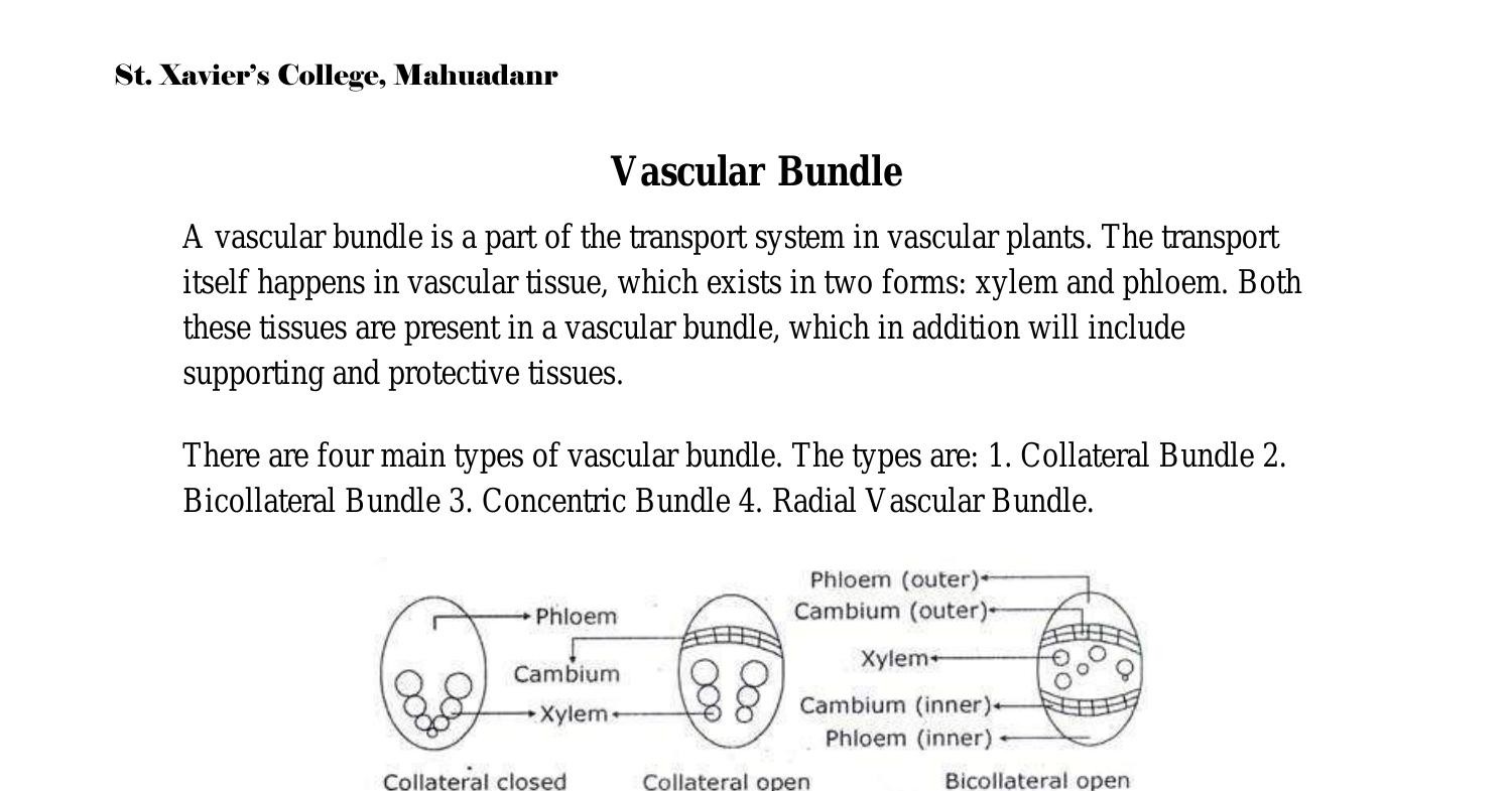 Vascular bundle