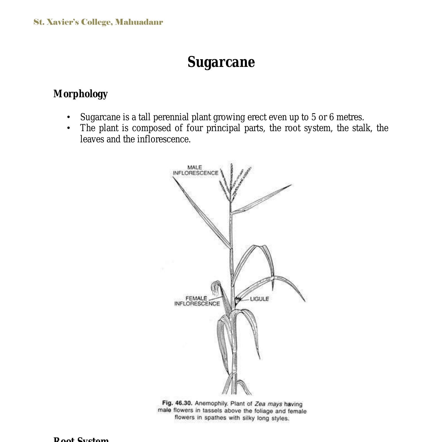 Sugarcane.pdf DocDroid