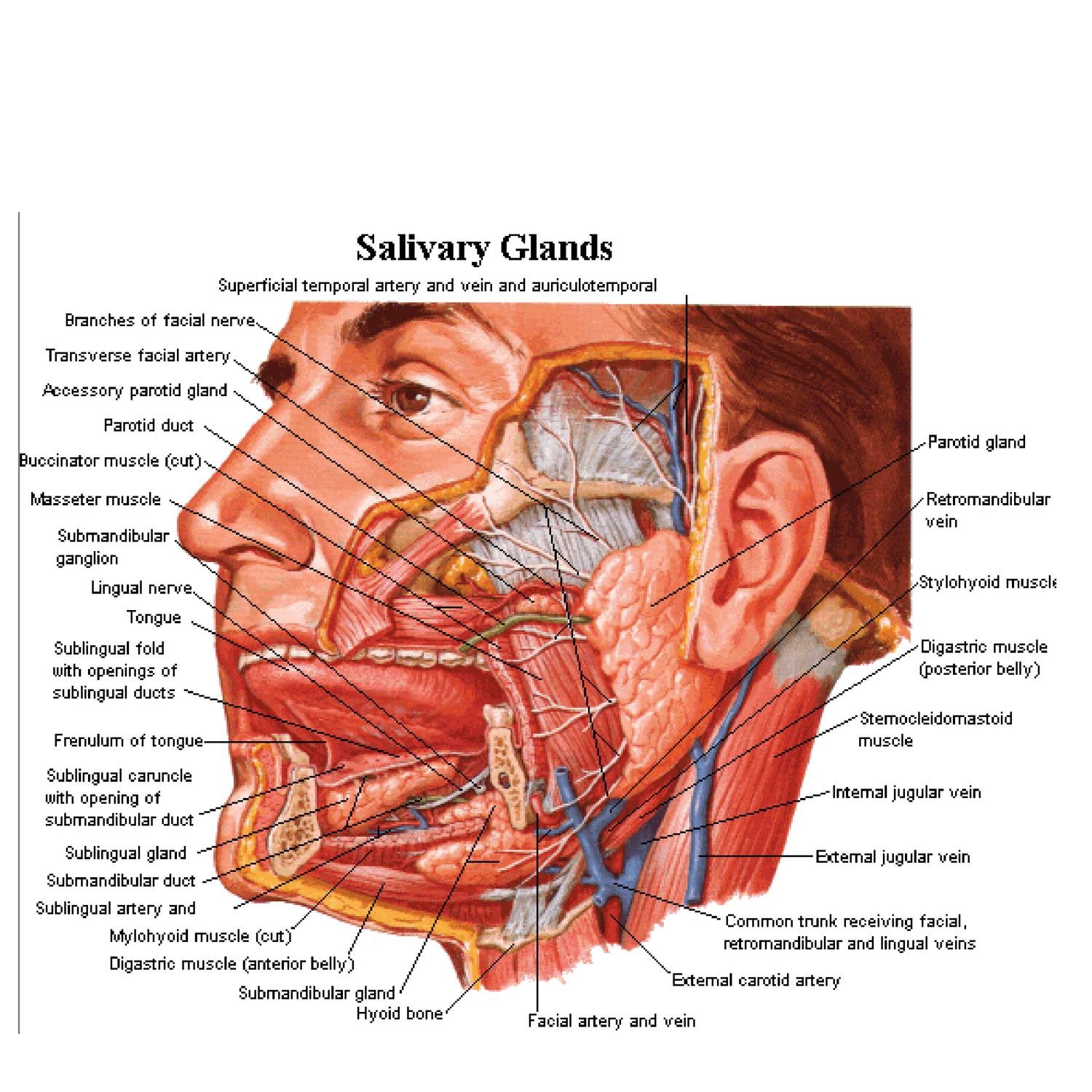 anatomy Parotid Gland.doc | DocDroid