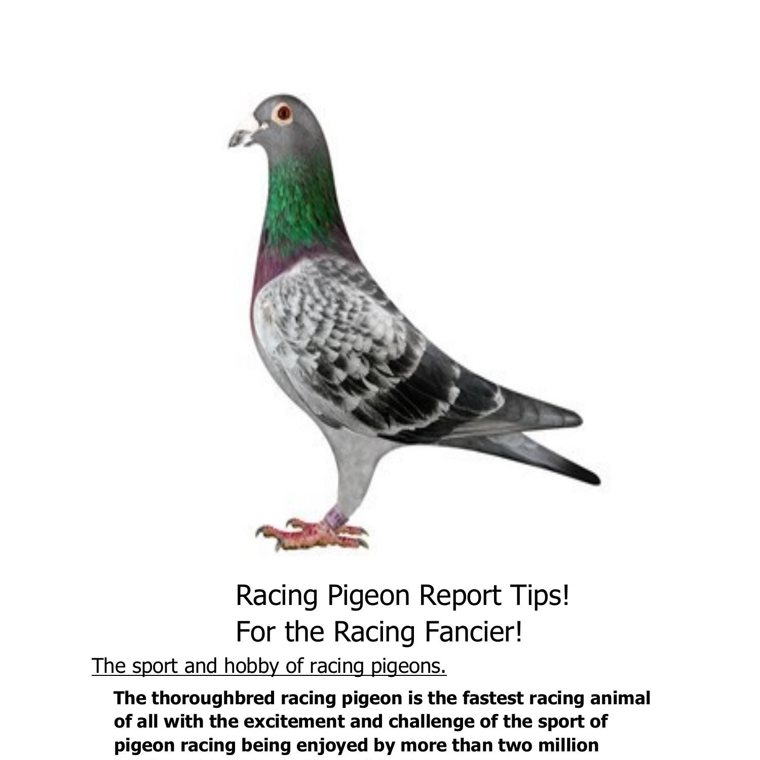Racing Pigeon Tips.pdf DocDroid