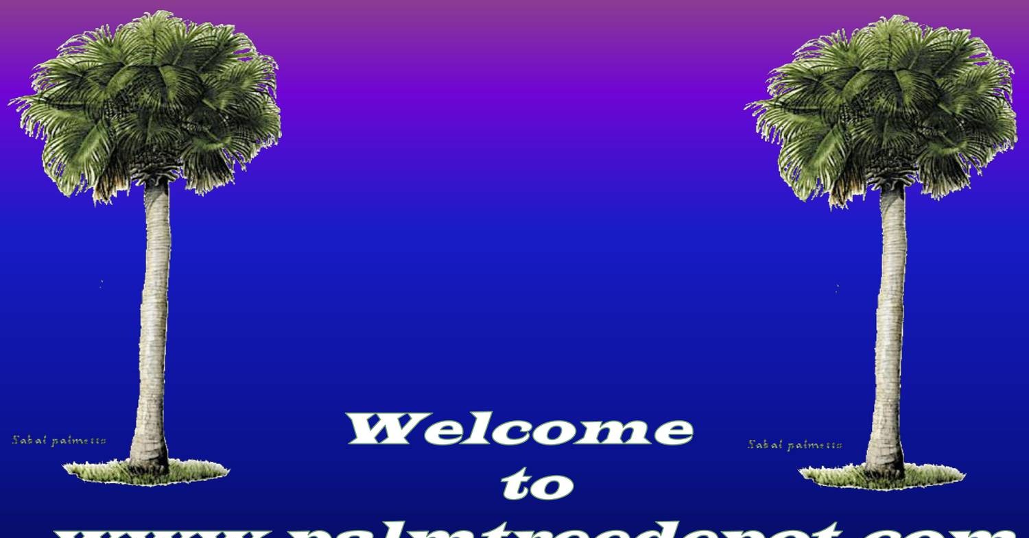 Sabal Palm Trees for Sale in North Carolina.pdf DocDroid