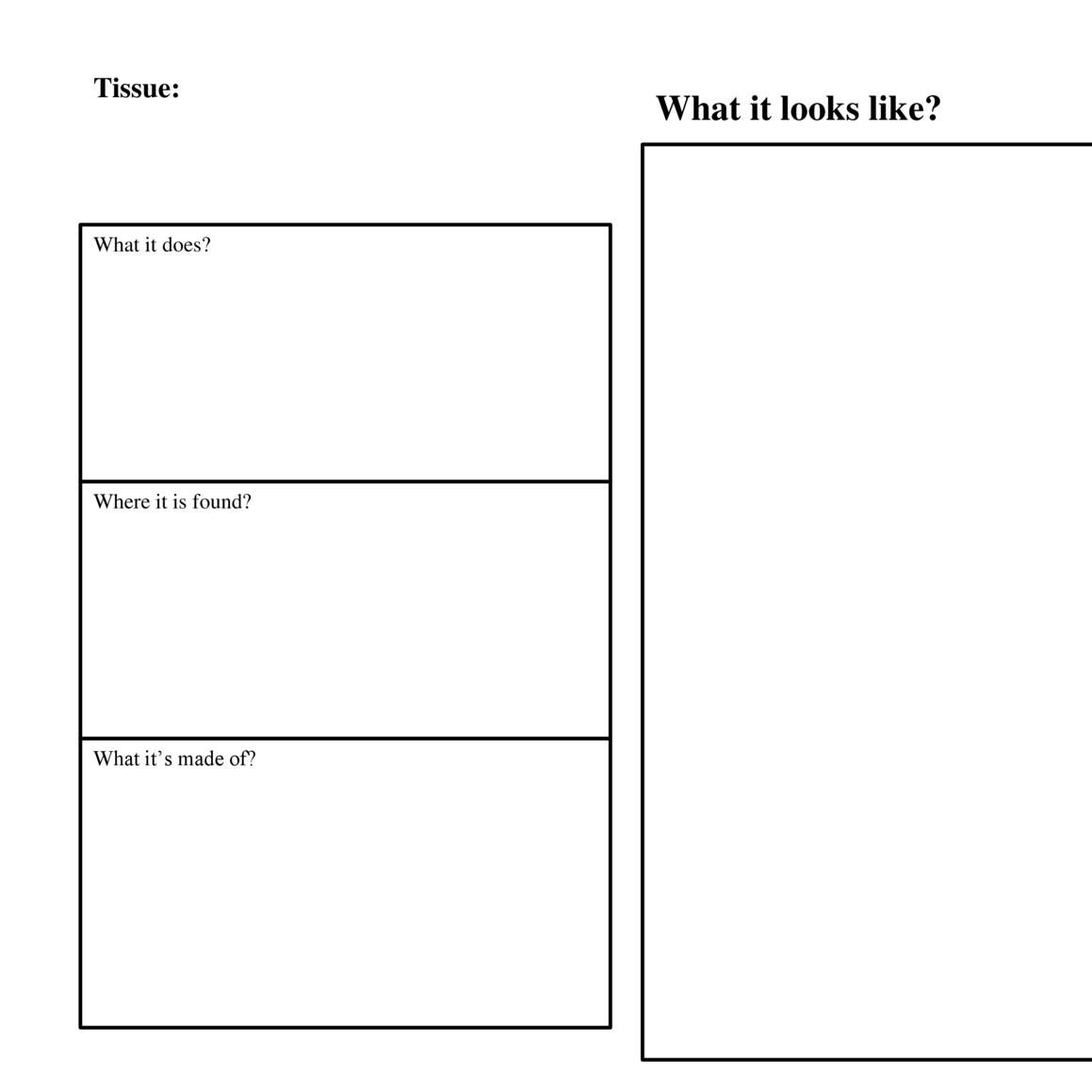 Tissue Graphic Organizer.docx DocDroid