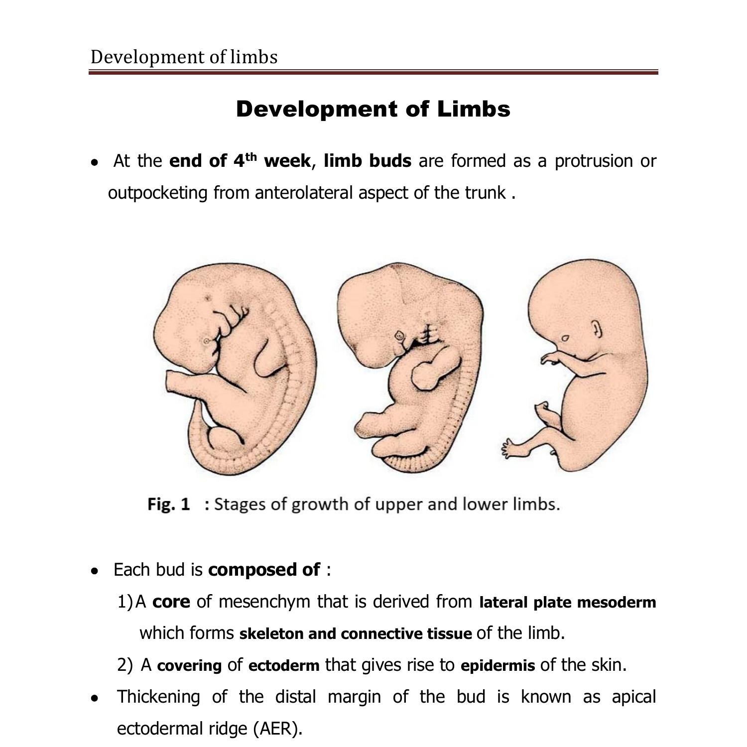 Development of Limbs.doc DocDroid