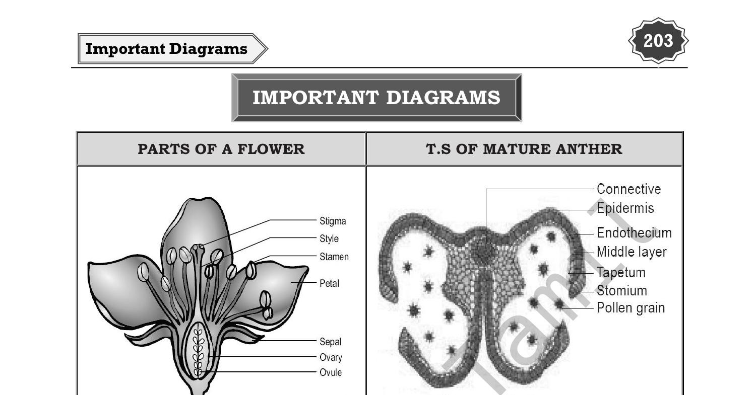 12th_Biology_EM_12th_Bio_Botany_-_Important_Diagrams_by_S_ARCHANA (1 ...