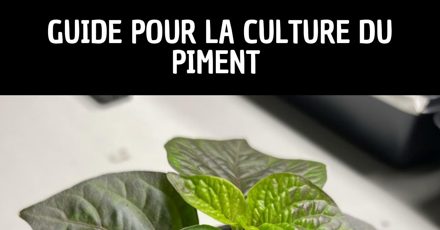 Guide pour la culture du piment interieur et exterieur par Richard