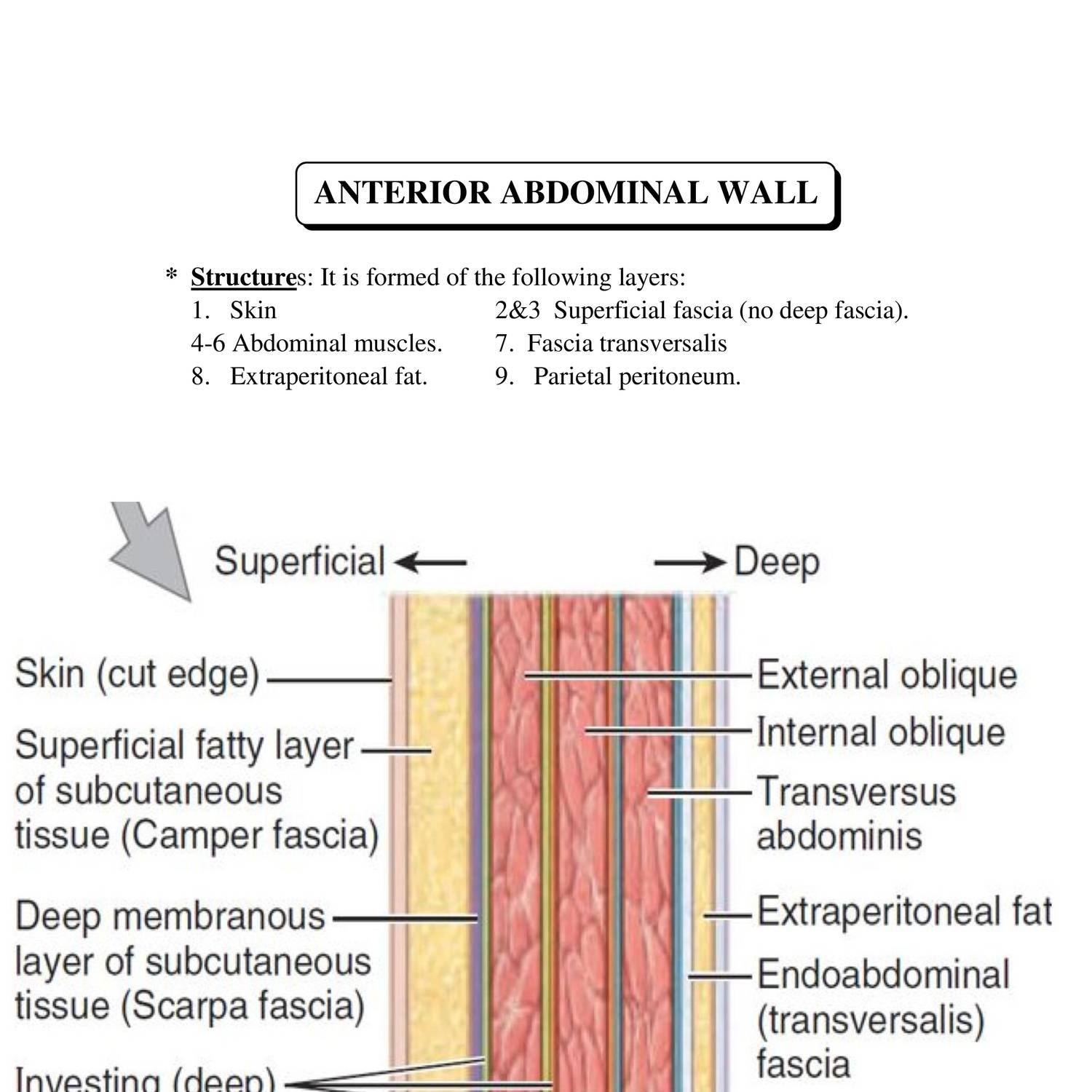 Anatomy Ant Abdominal Wall 2018 doc DocDroid
