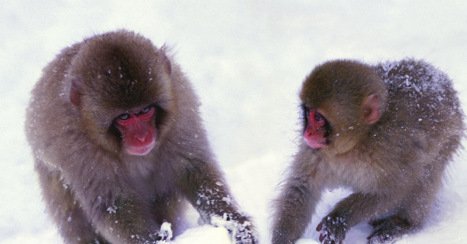 Laboratory Manual and Workbook for Biological Anthropology: Engaging